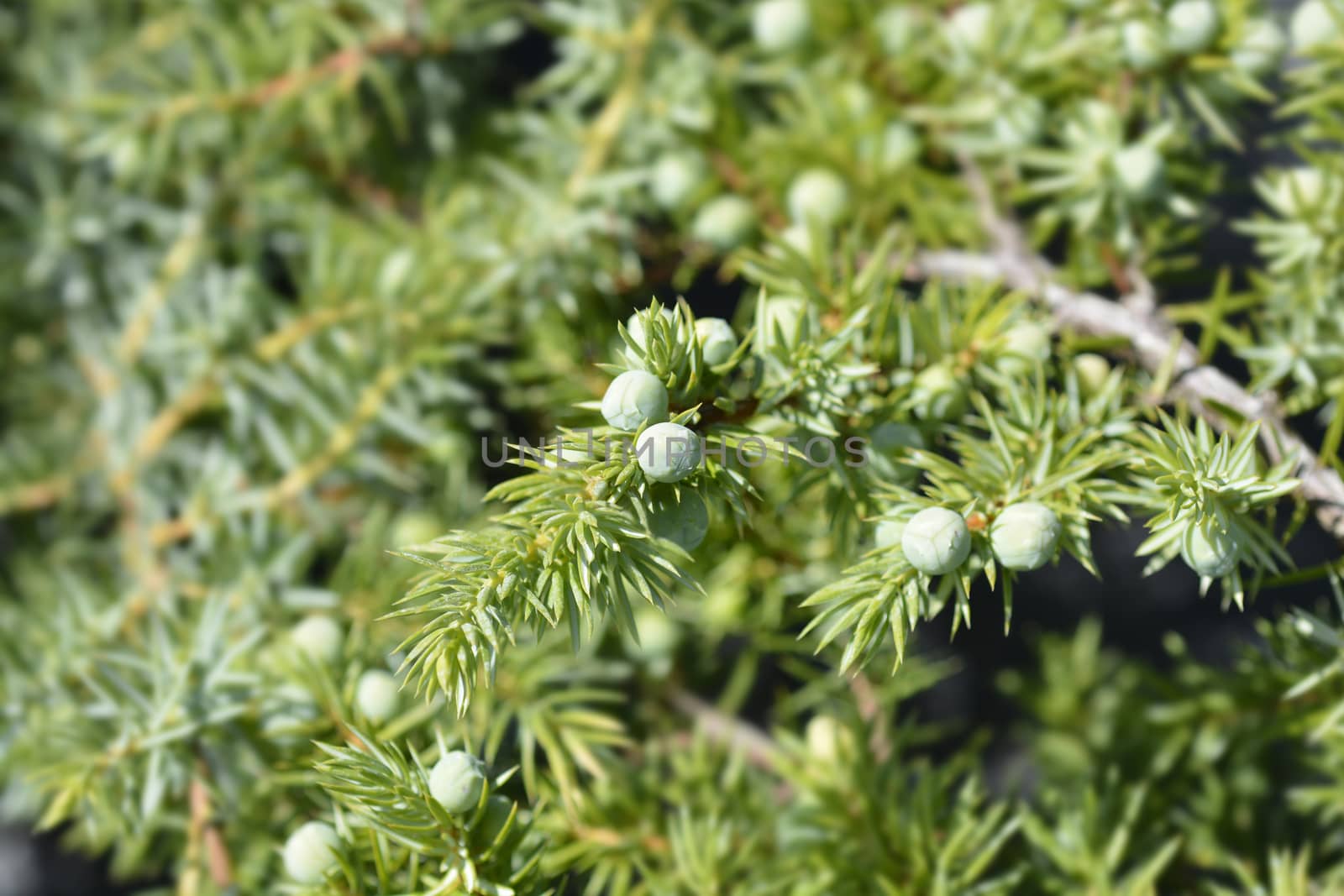 Shore Juniper Schlager by nahhan