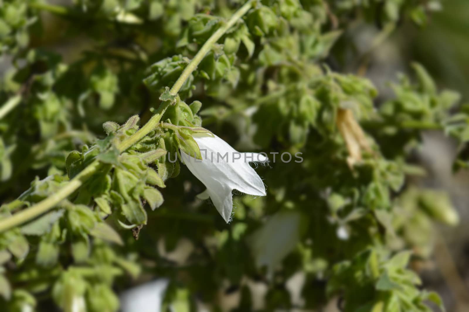 Woolly bellflower - Latin name - Campanula lanata