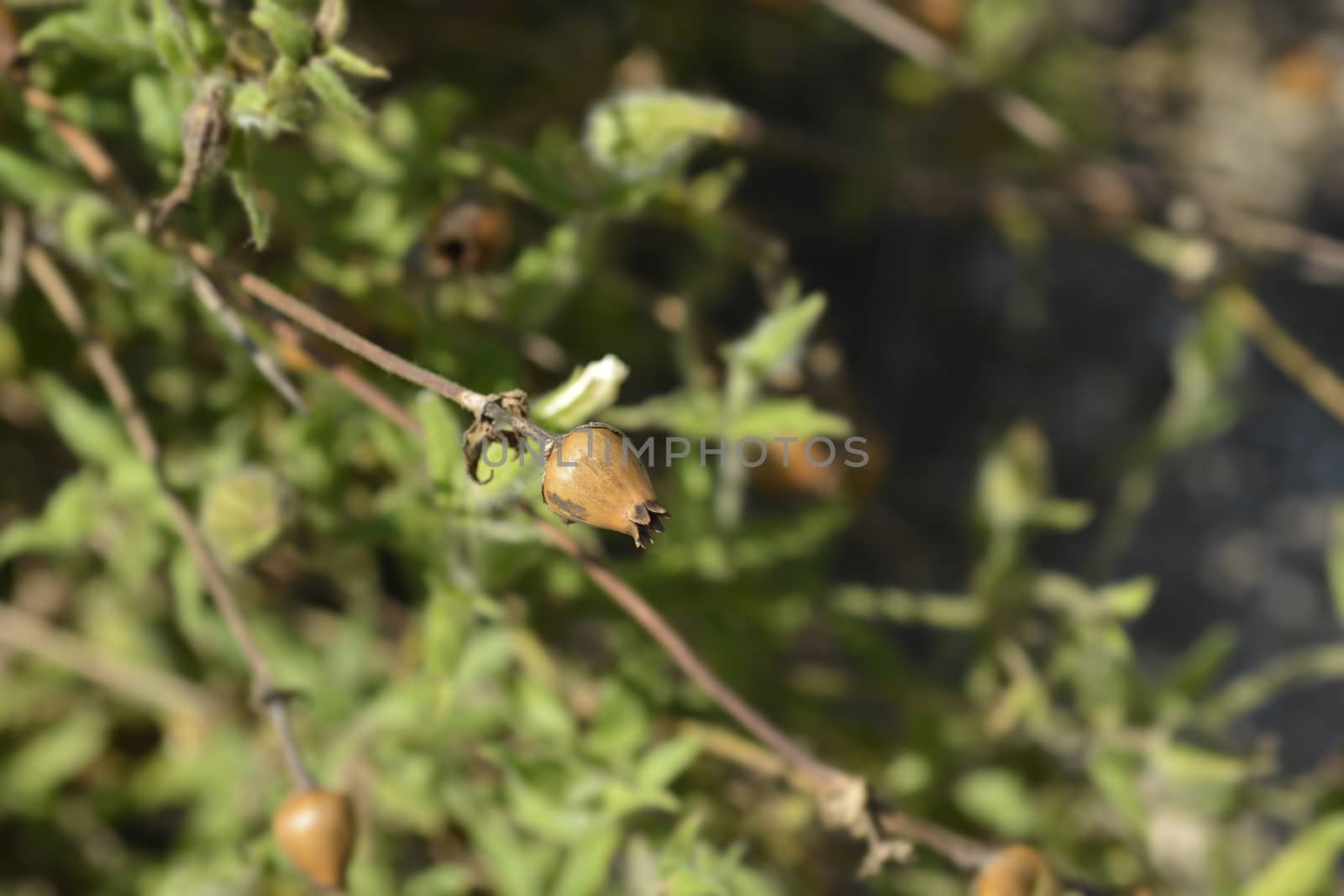 White campion seed head - Latin name - Silene latifolia subsp. alba