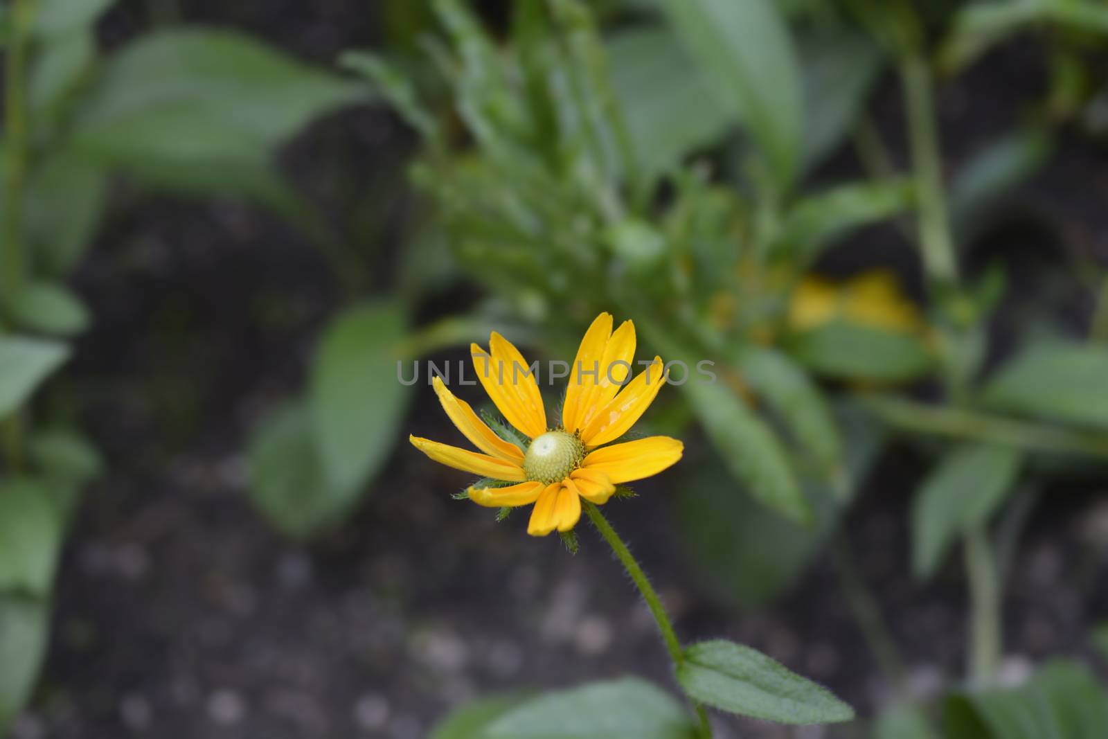 Gloriosa Daisy Irish Eyes by nahhan