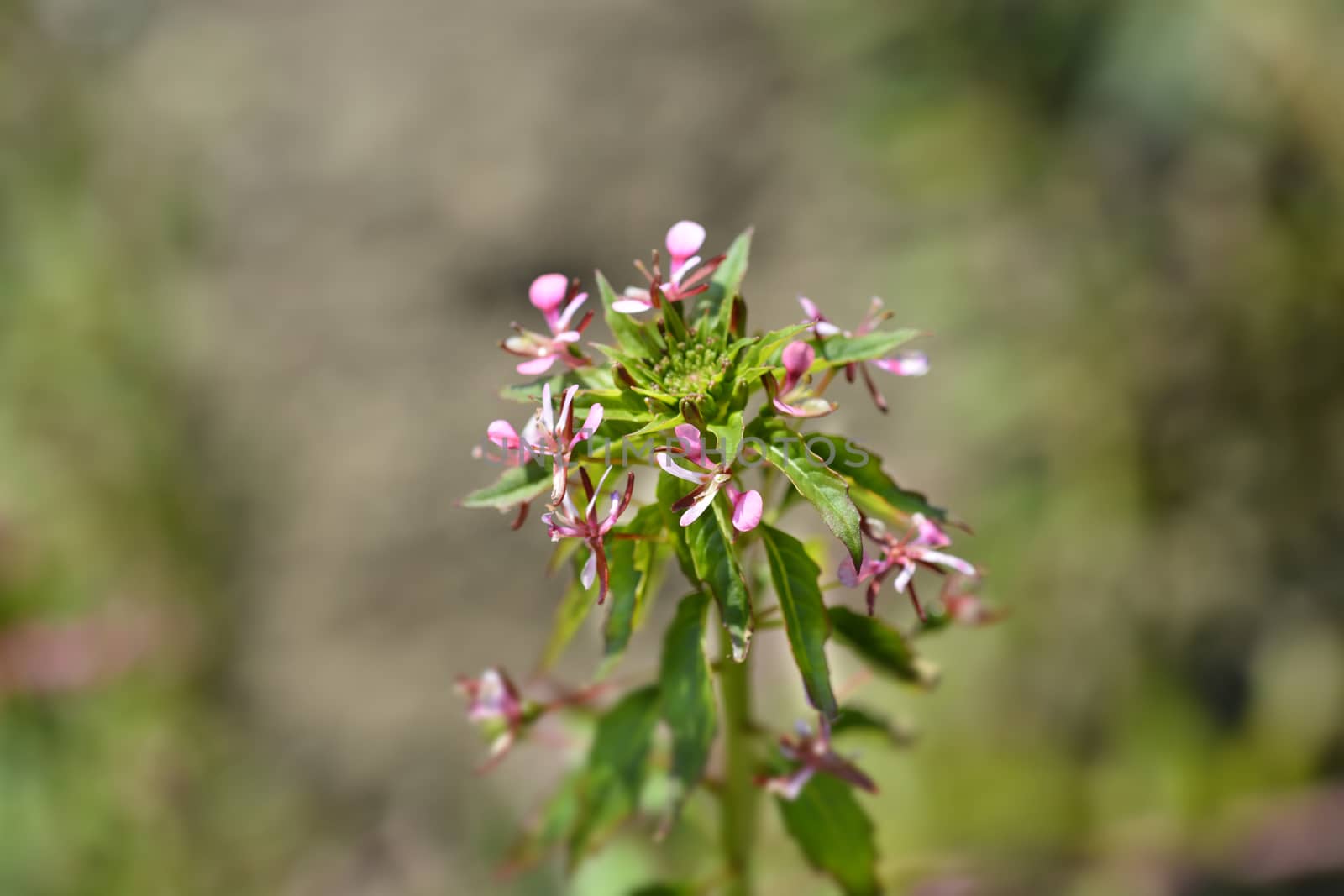 Mosquito flower by nahhan