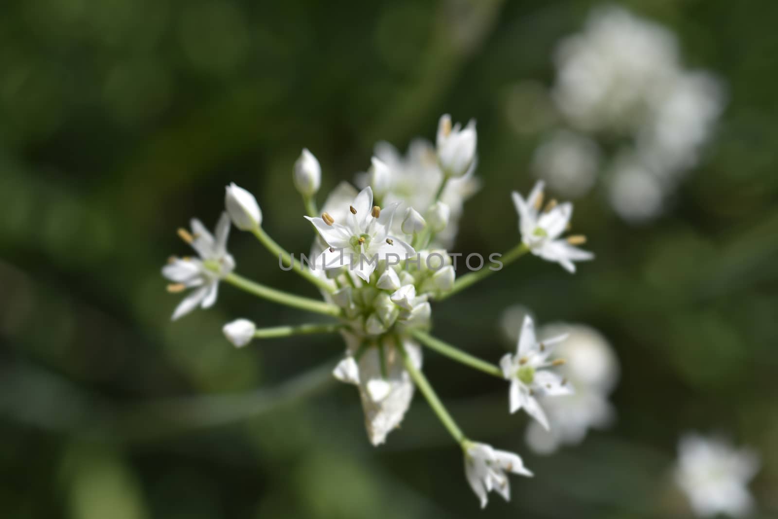 Slender false garlic by nahhan