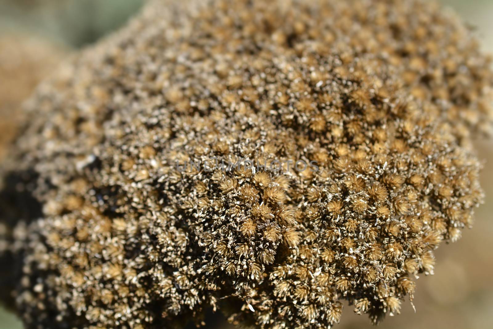 Gold plate yarrow seed head - Latin name - Achillea filipendulina Gold plate