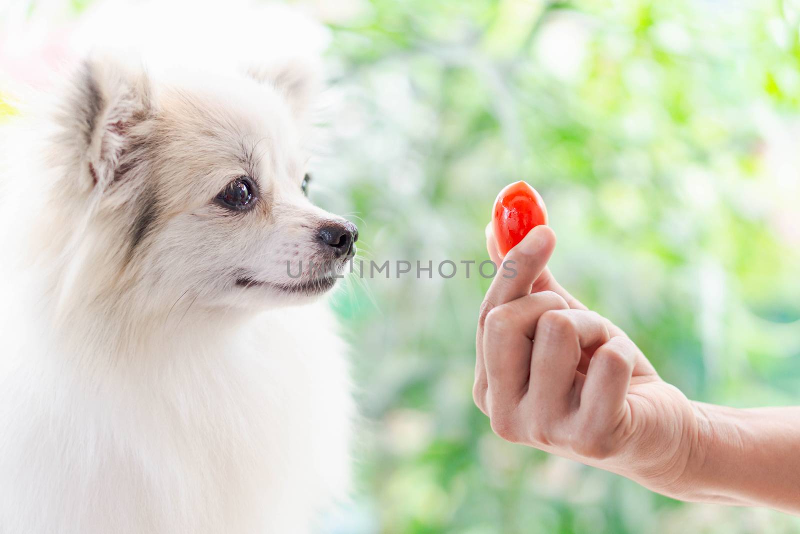 Closeup cute pomeranian dog looking red cherry tomato in hand with happy moment, selective focus