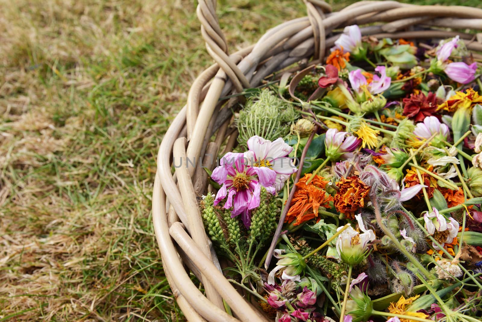 Cropped basket of faded flower blooms, deadheaded from a wide range of garden flowers
