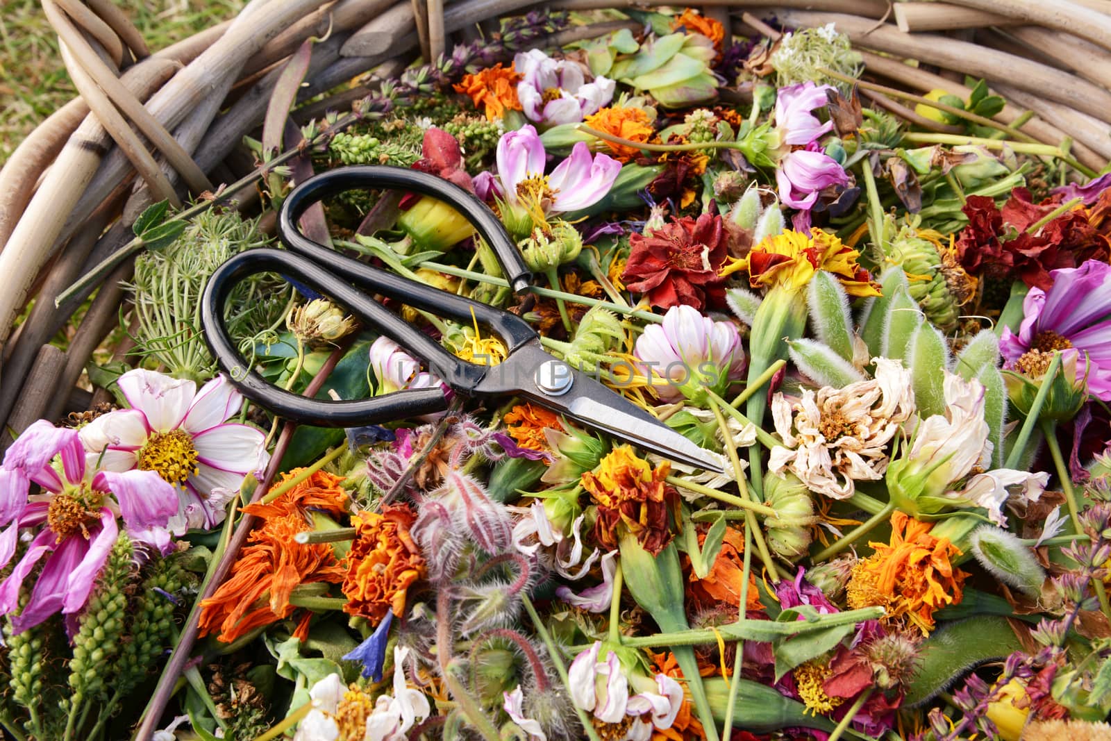 Retro florist scissors in a basket full of deadheaded flowers, colourful blooms and seed pods