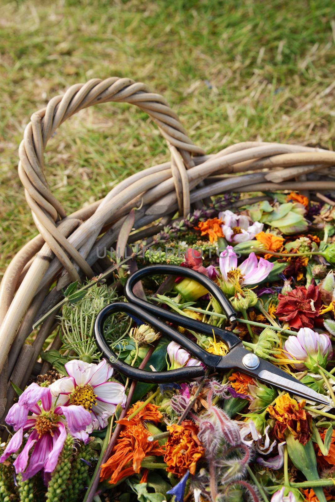 Basket of dead flower blooms and seed heads with retro florist scissors 