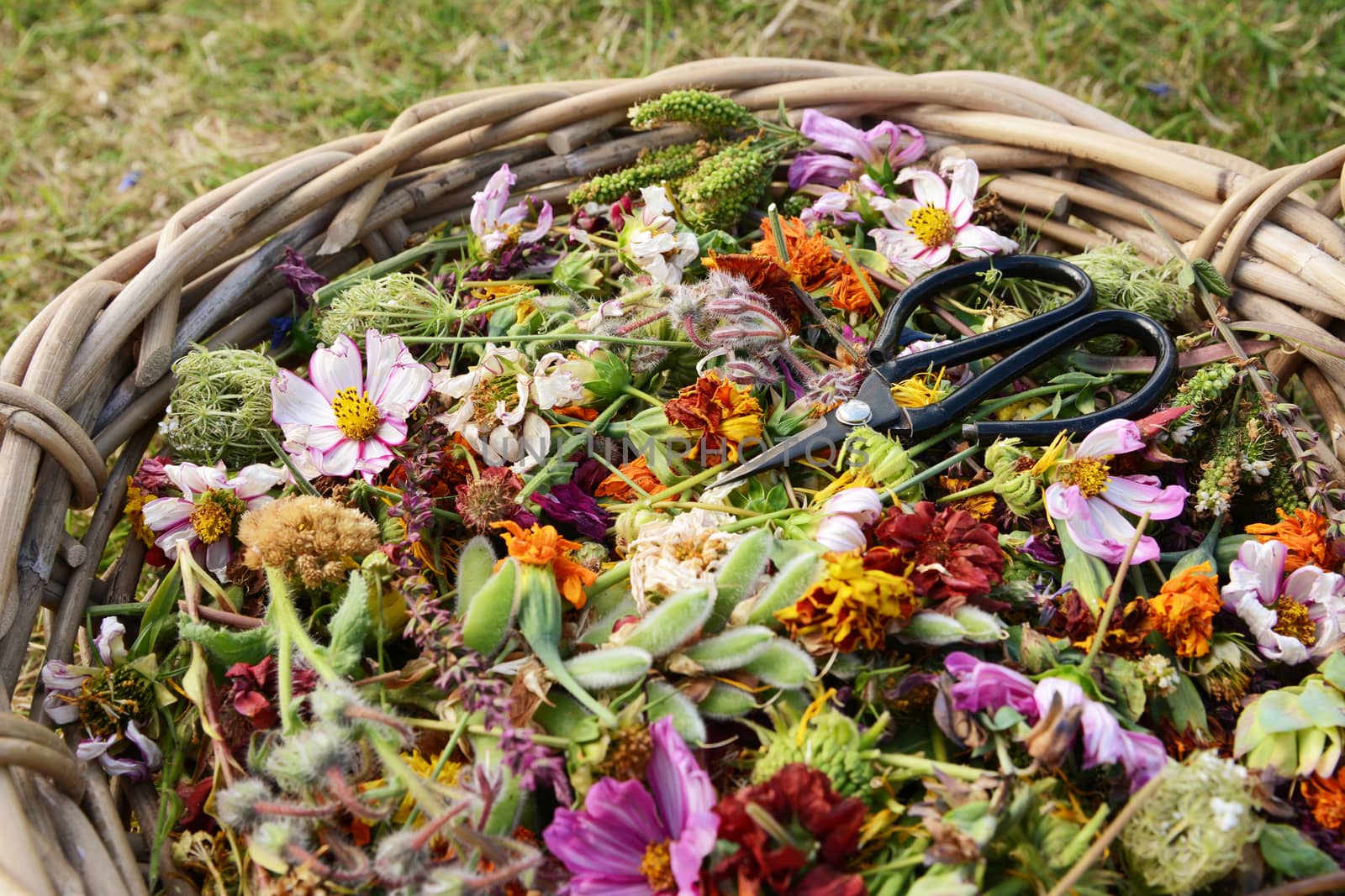 Gardener's woven basket full of cut faded flower heads with retro florist scissors on colourful blooms