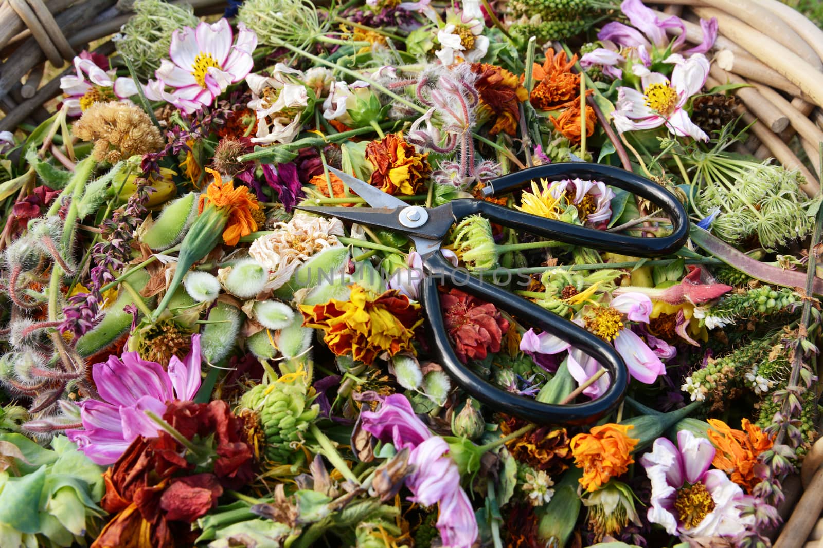 Close-up of open florist scissors on bed of cut dead flowers and seed pods from a flower garden