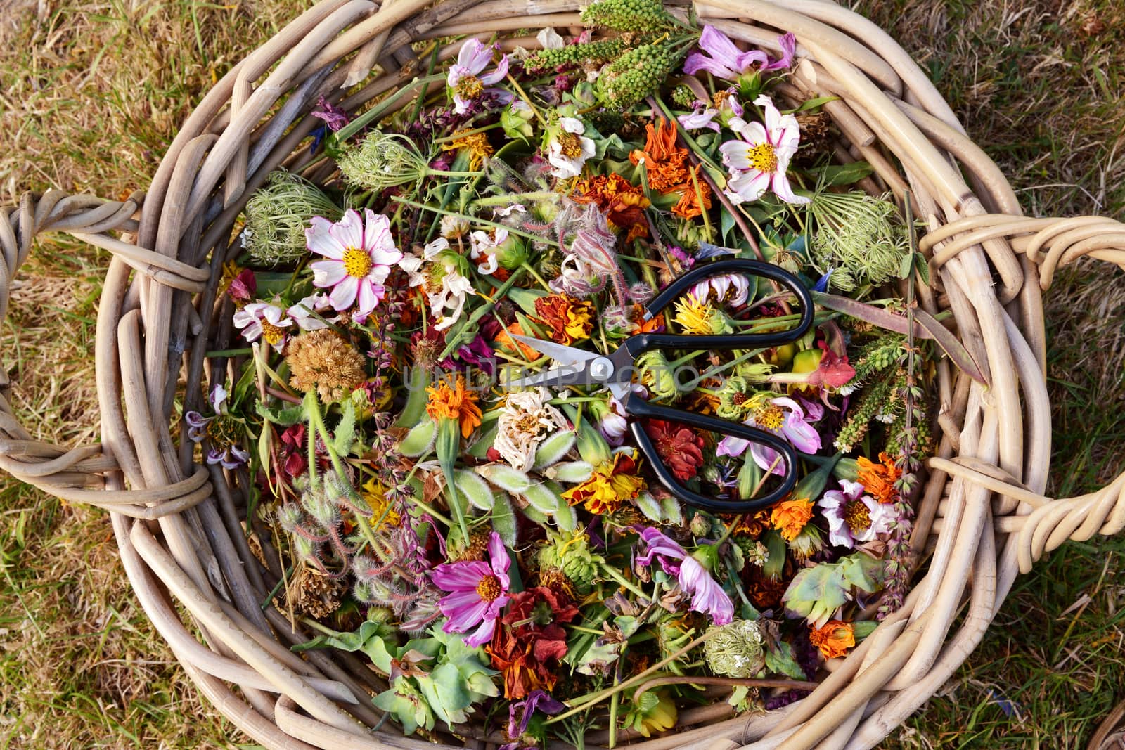 Woven basket full of deadheaded flowers and seedcases with gardener's scissors, from above