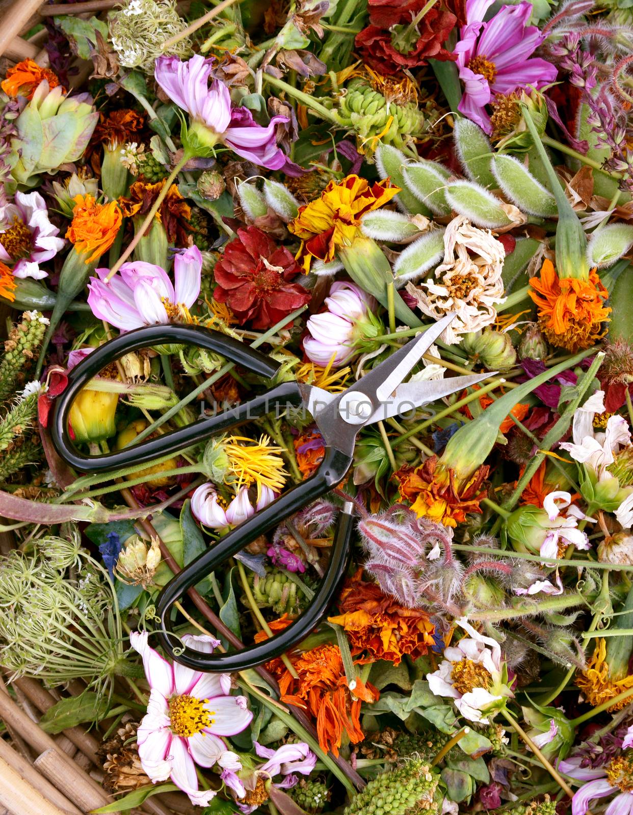Sharp retro florist scissors on a bed of faded flower heads - cosmos, marigolds and seed pods