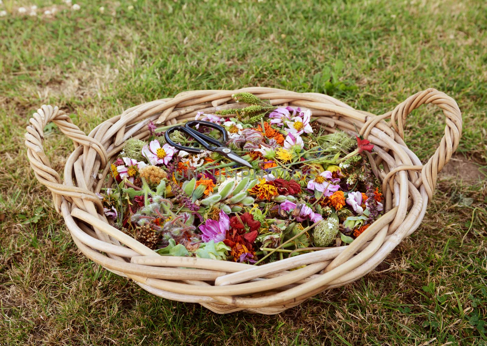 Large gardener's basket full of faded flower blooms and seed cases, cut to encourage new flowers