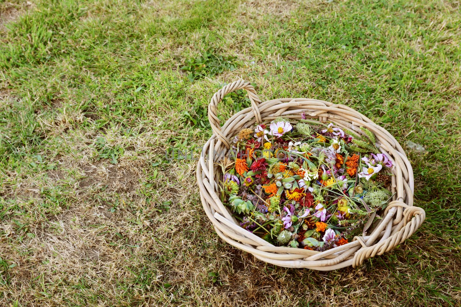 Round woven basket full of deadheaded blooms, marigolds, geum and cosmos, with copy space on grass