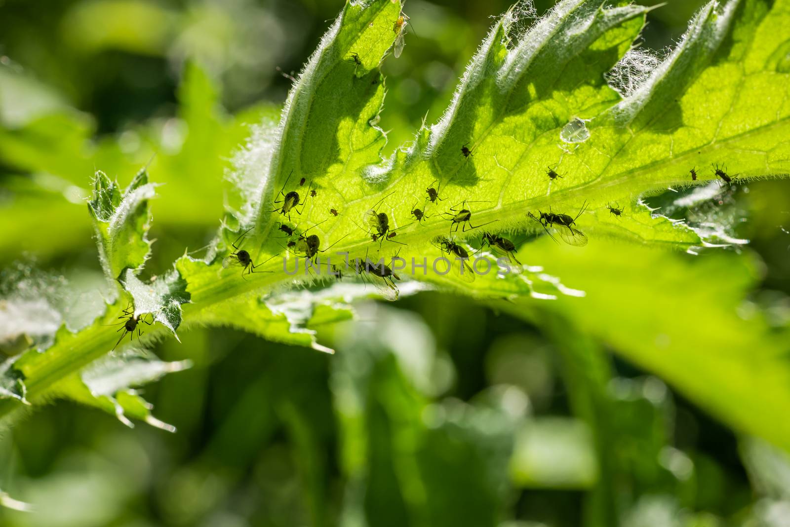 Macro shot of giant black aphid infestation on thistle plant leaves.