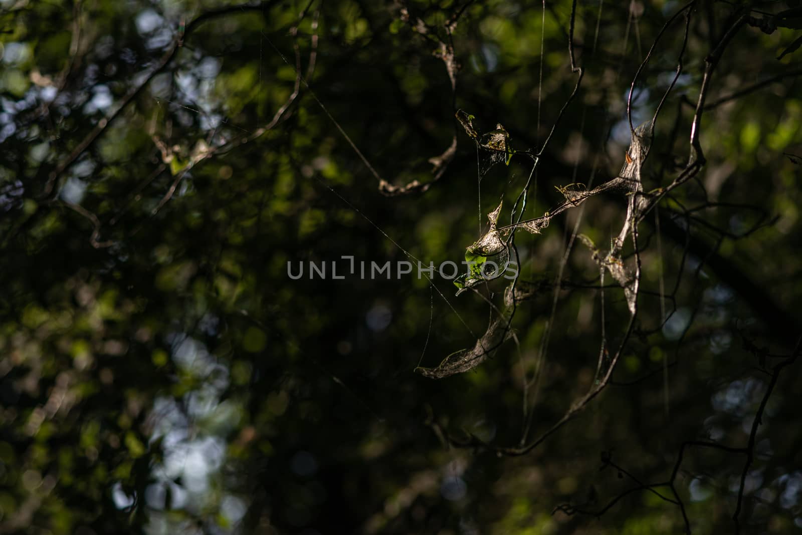 Close-up of spindle ermine moth silk threads and webs on infested tree by Pendleton
