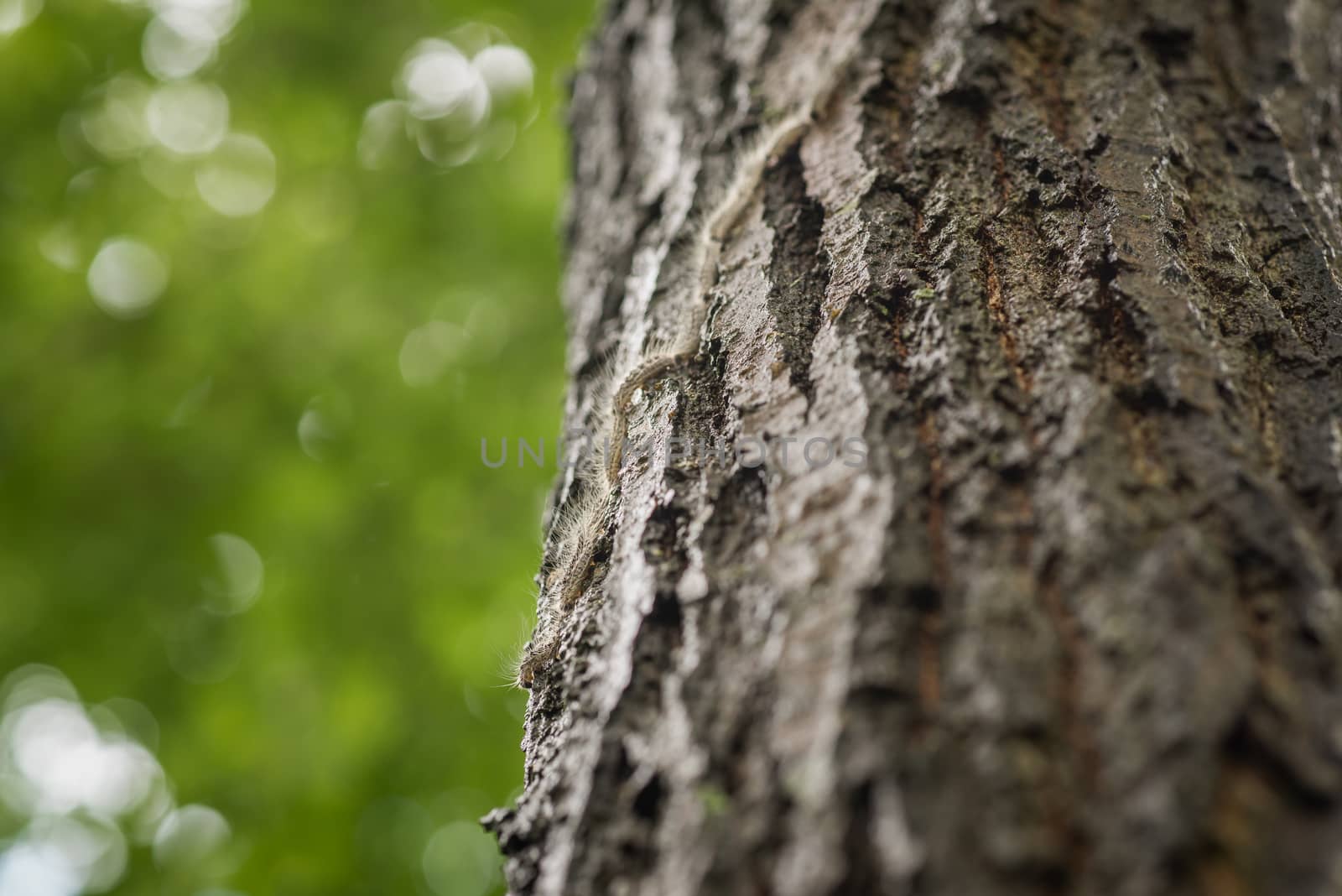 Oak processionary caterpillars travel in nose-to-tail processions by Pendleton