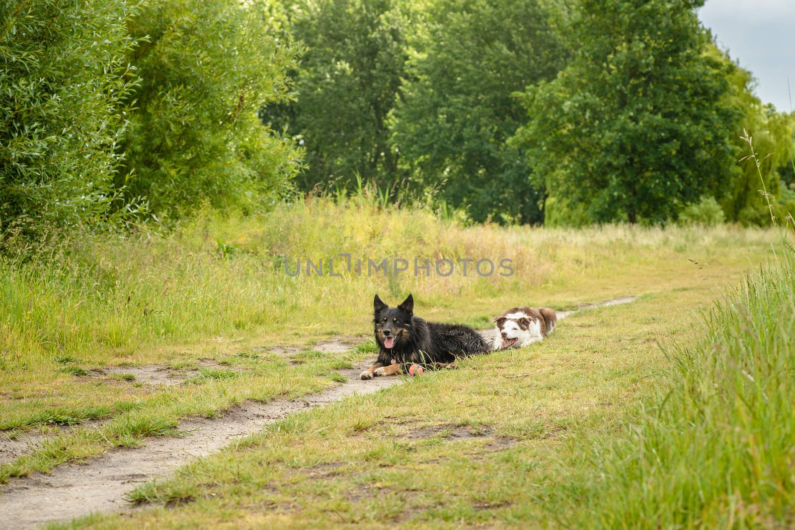 Pair of pet border collie herding dogs ball playing ball in the park.
