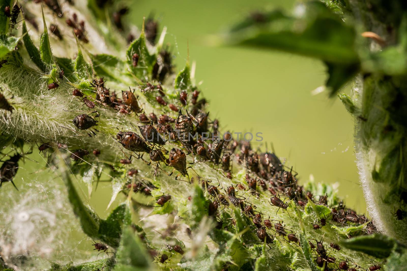 Extreme closeup of large aphid colony infesting plant leaves by Pendleton