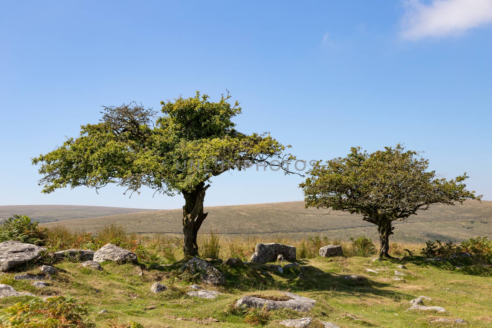  Traditional rural and moor landscape with trees, bracken and stones. High quality photo