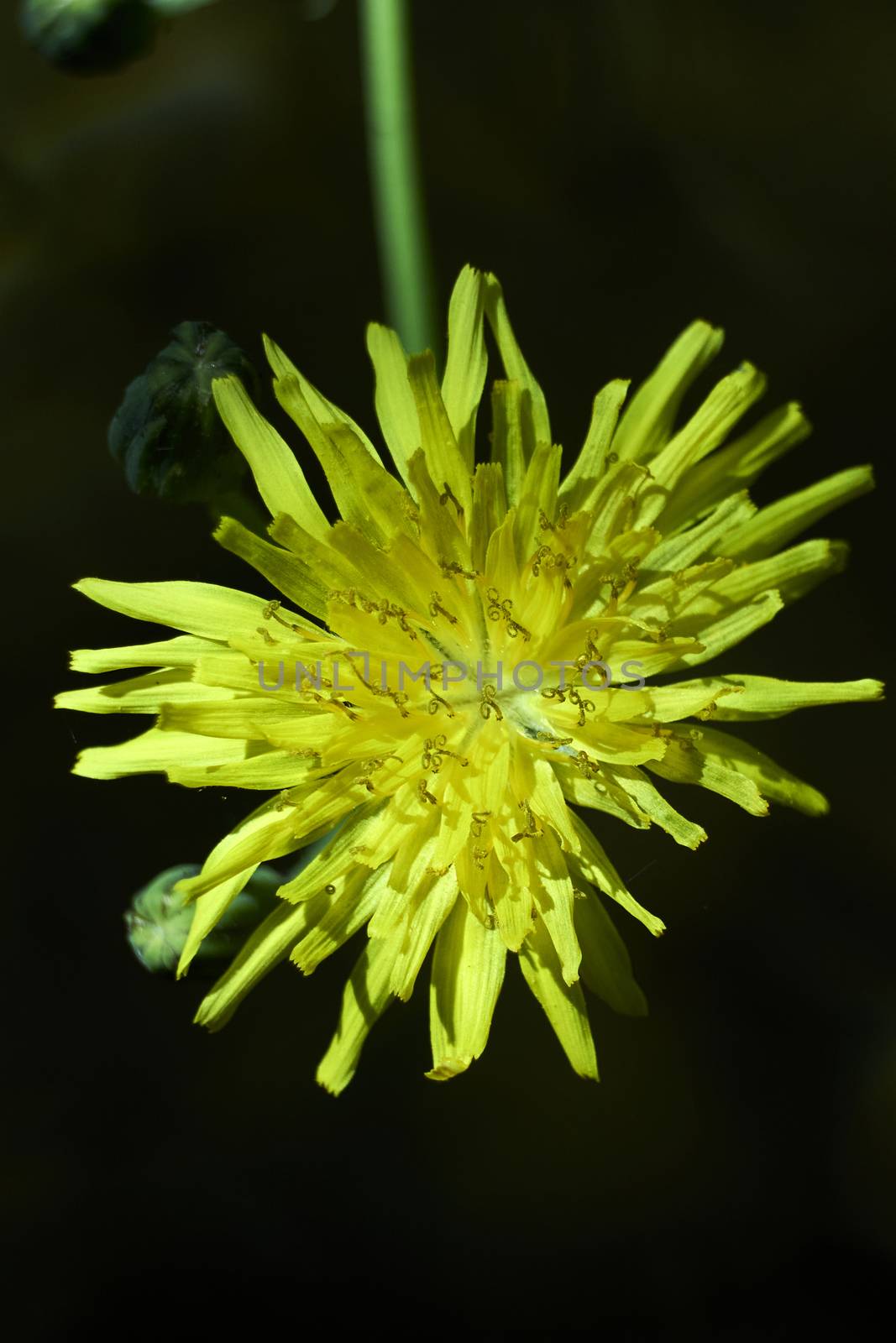 Parts of a yellow flower, pistil, antenna, petals, close-up, macro photography