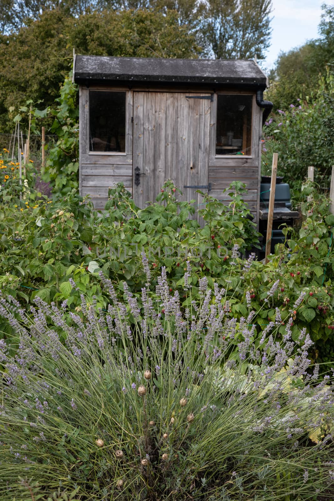 Allotment with produce and lavender flowers and garden shed in Oxfordshire. High quality photo