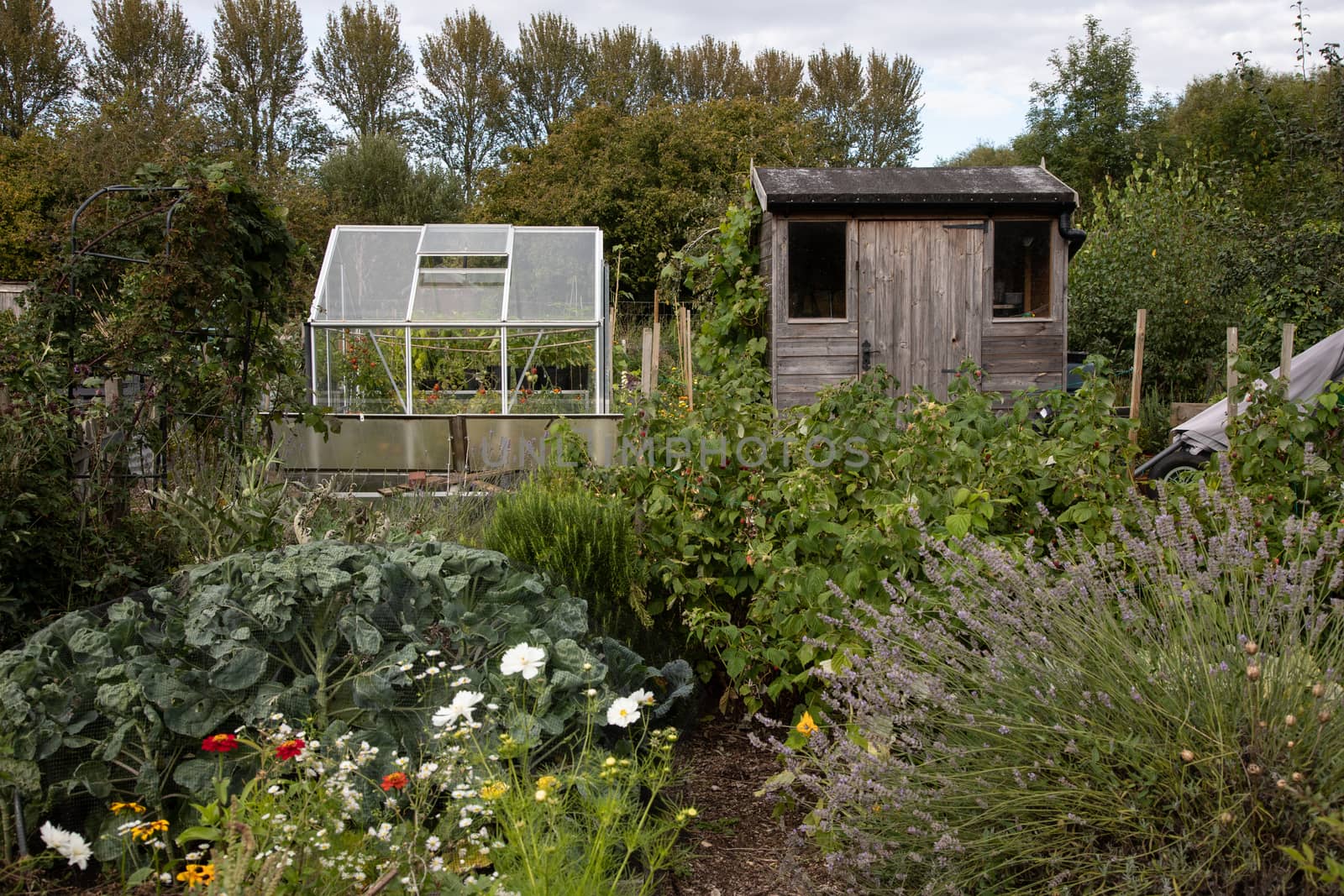 Allotment with produce and flowers and garden shed and greenhouse in Oxfordshire by kgboxford