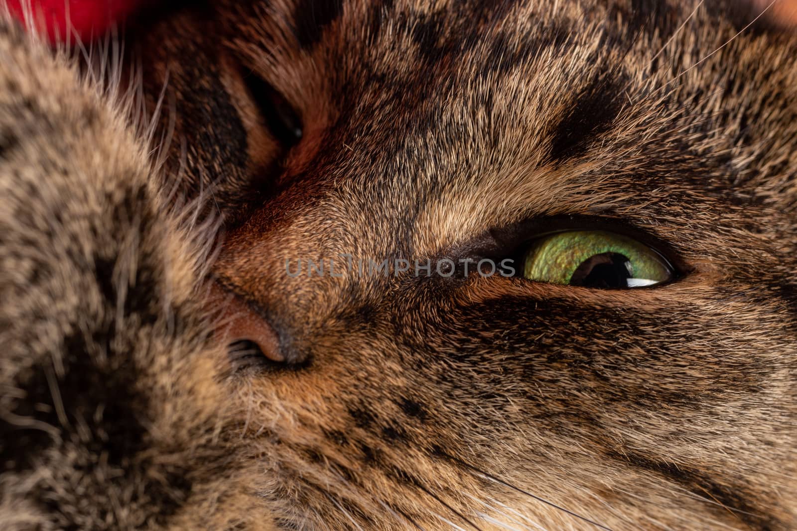 domestic green eyed tabby cat face close-up view with selective focus