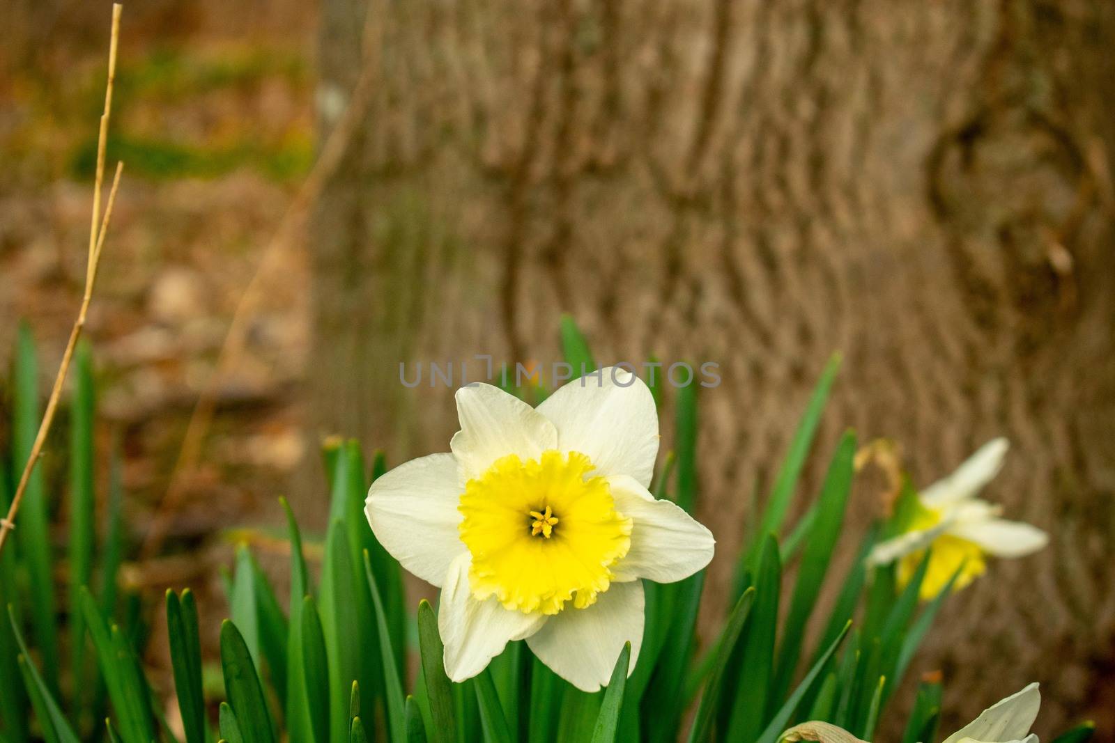 White and Yellow Tulips With a Tree Stump Behind Them by bju12290