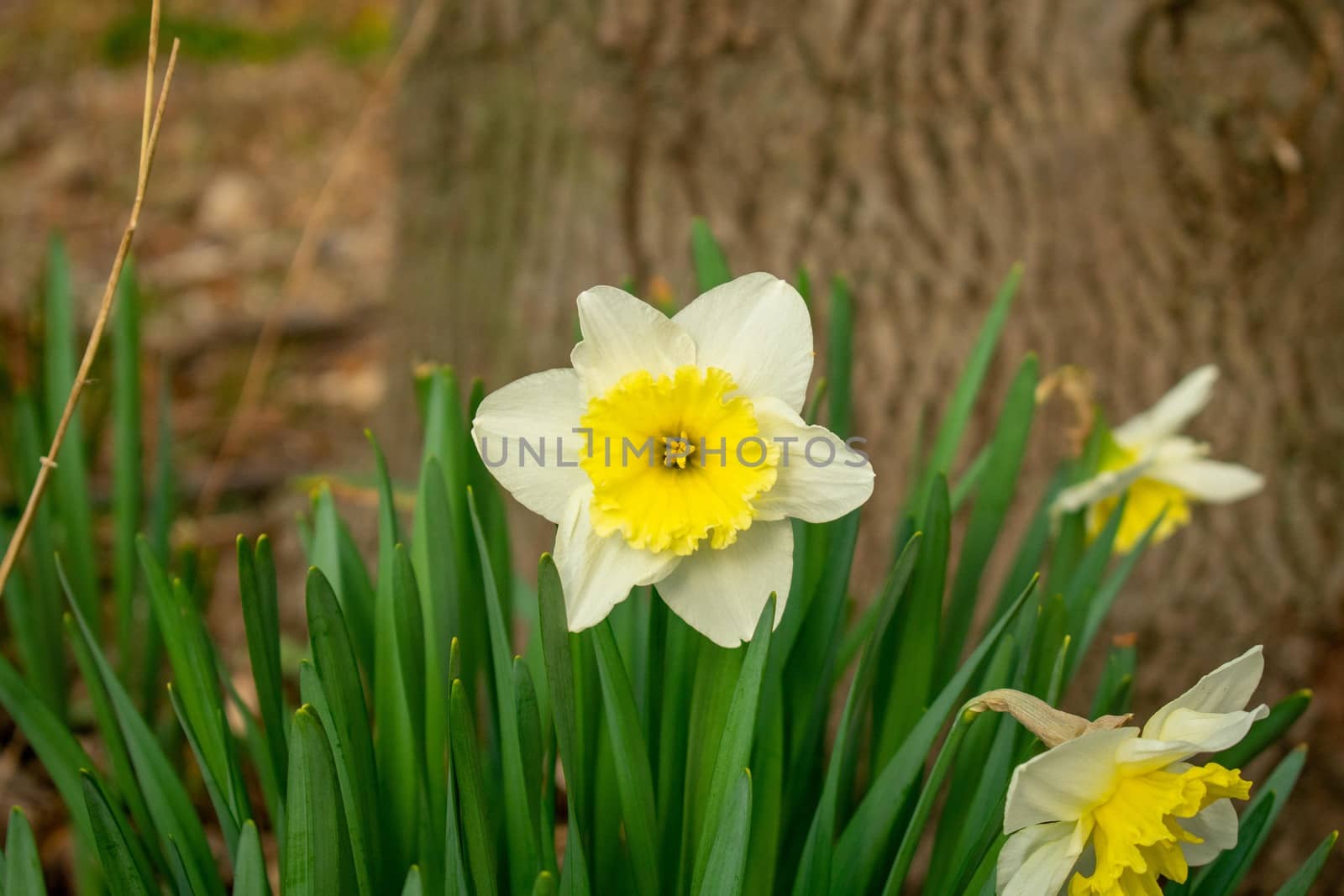 White and Yellow Tulips With a Tree Stump Behind Them by bju12290