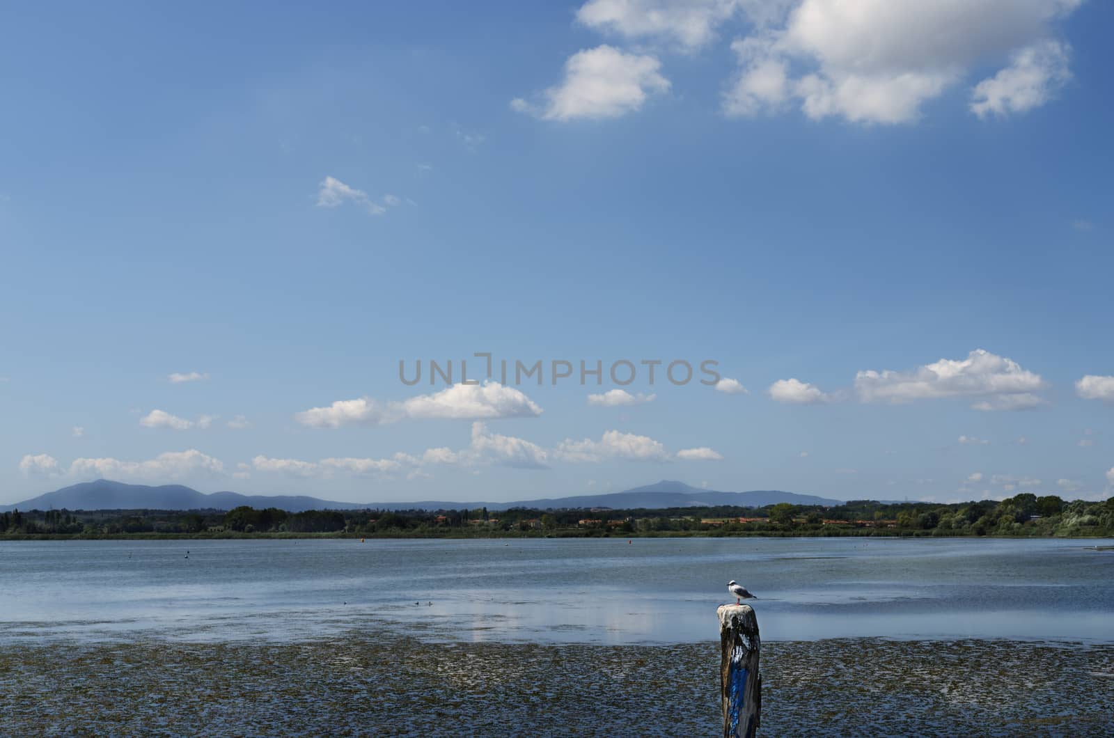 Seagull sitting on tree stump in the Trasimeno Lake -Italy - , beautiful water reflections ,in the background lakeshore.