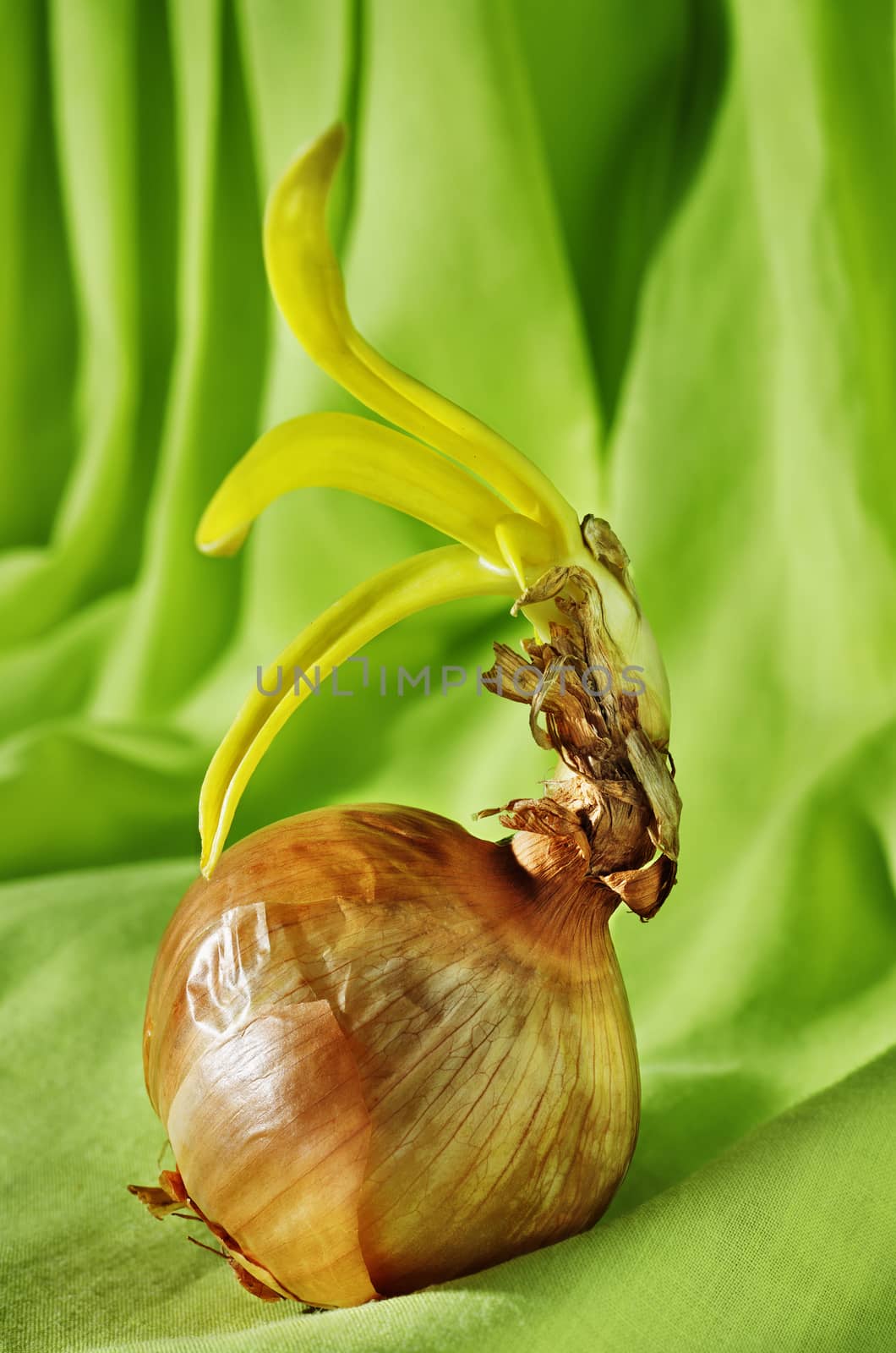 Brown sprouted onion on green background ,whole common onion with beautiful green sprout