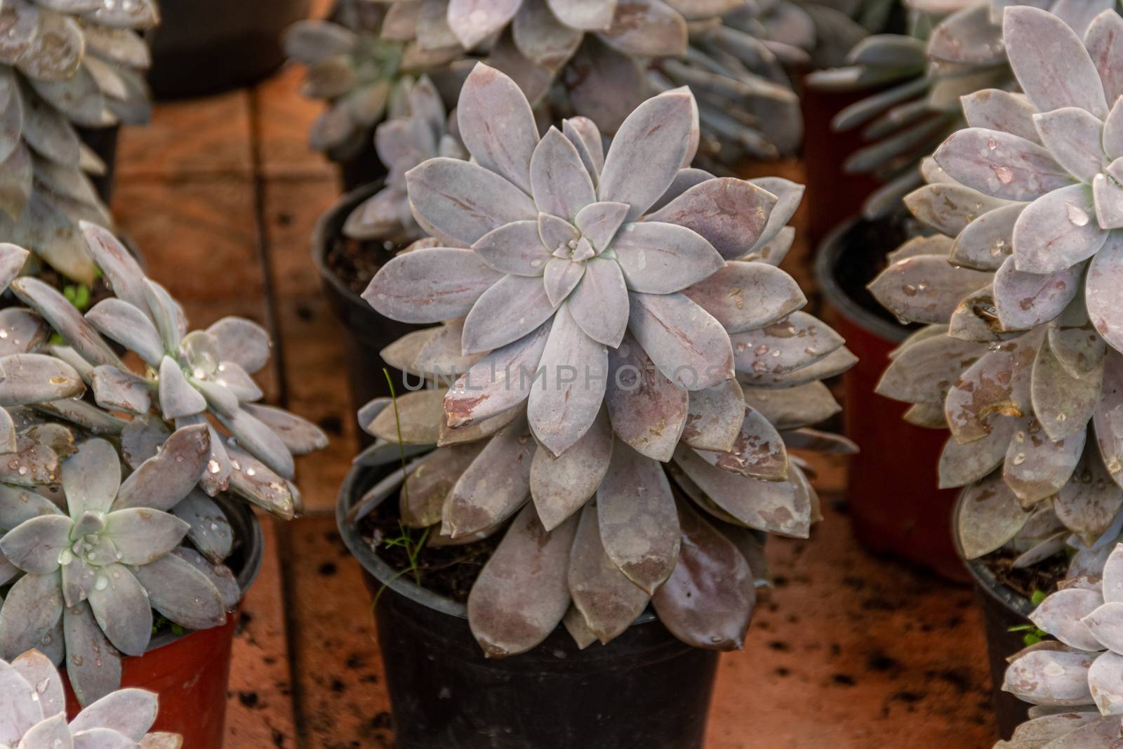 Variety of cactus plants, succulents arranged harmoniously