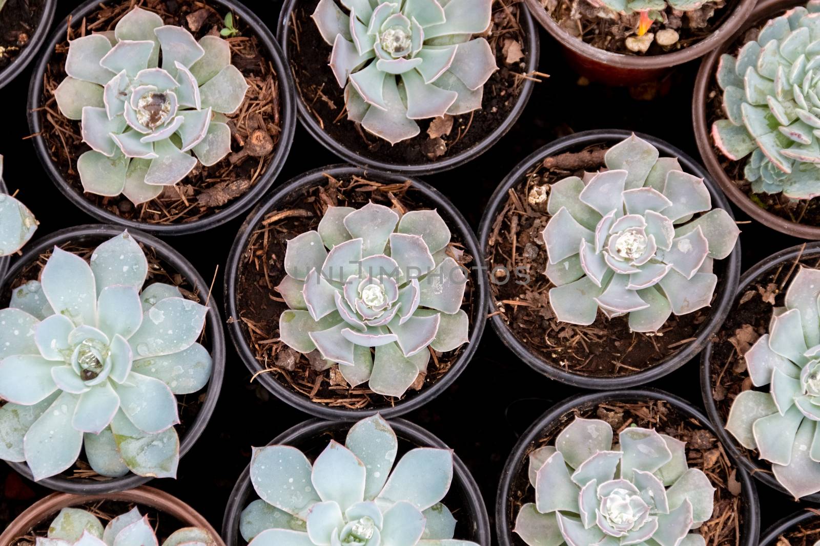 Variety of cactus plants, succulents arranged harmoniously by leo_de_la_garza