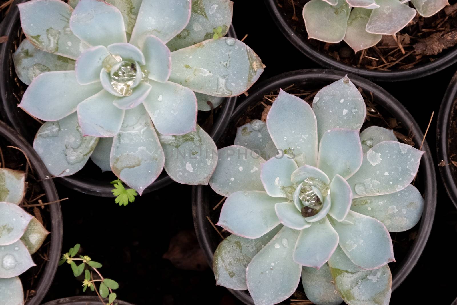 detail of cacti plant, succulents, variety of species. by leo_de_la_garza