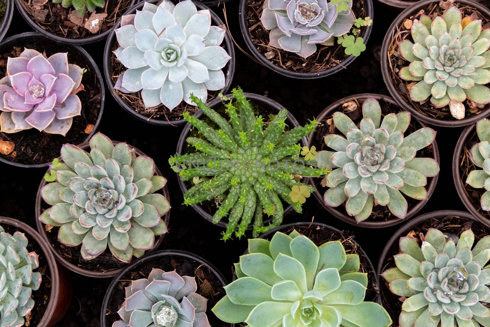 Variety of cactus plants, succulents arranged harmoniously