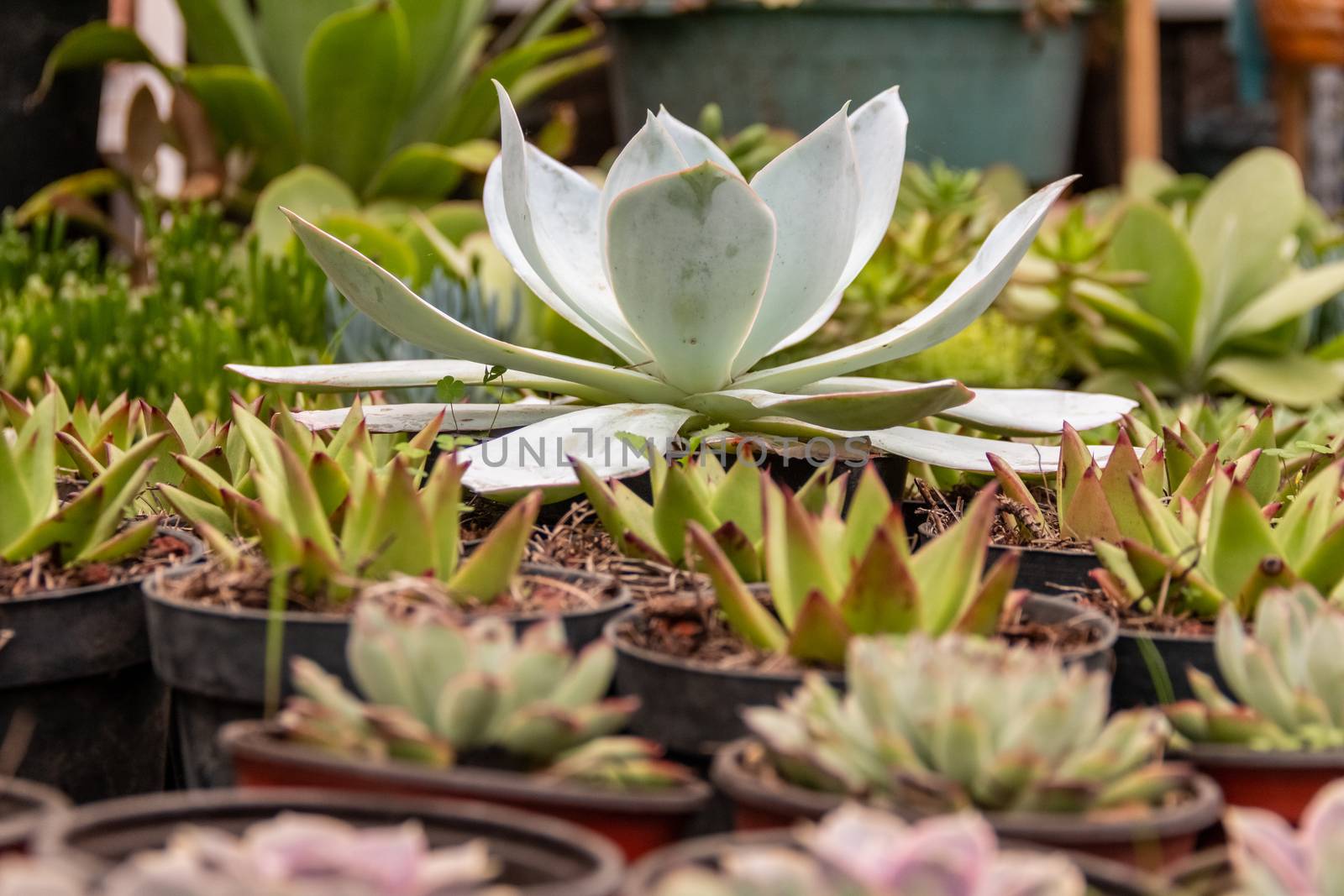 Variety of cactus plants, succulents arranged harmoniously by leo_de_la_garza