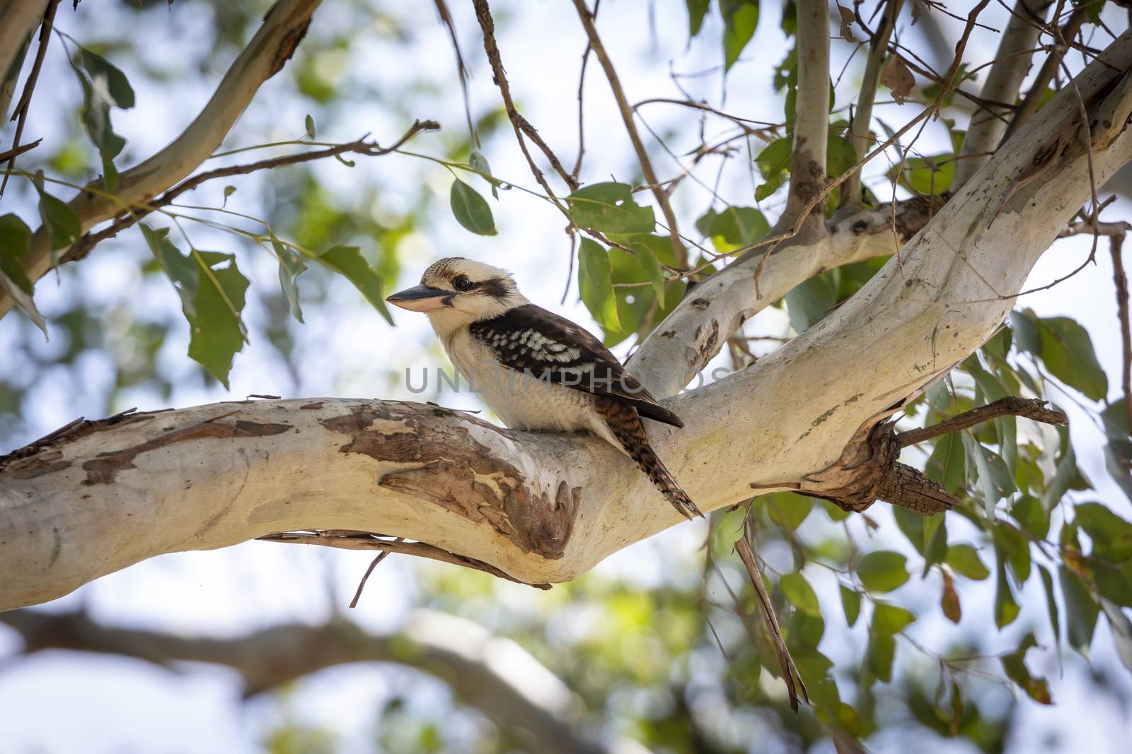 An Australian Kookaburra sitting on a branch in a tree by WittkePhotos