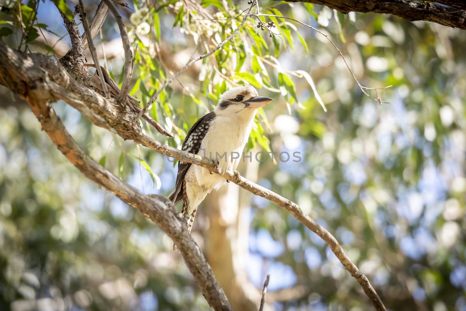 A Kookaburra bird sitting on a branch in a tree in the sunshine in regional Australia