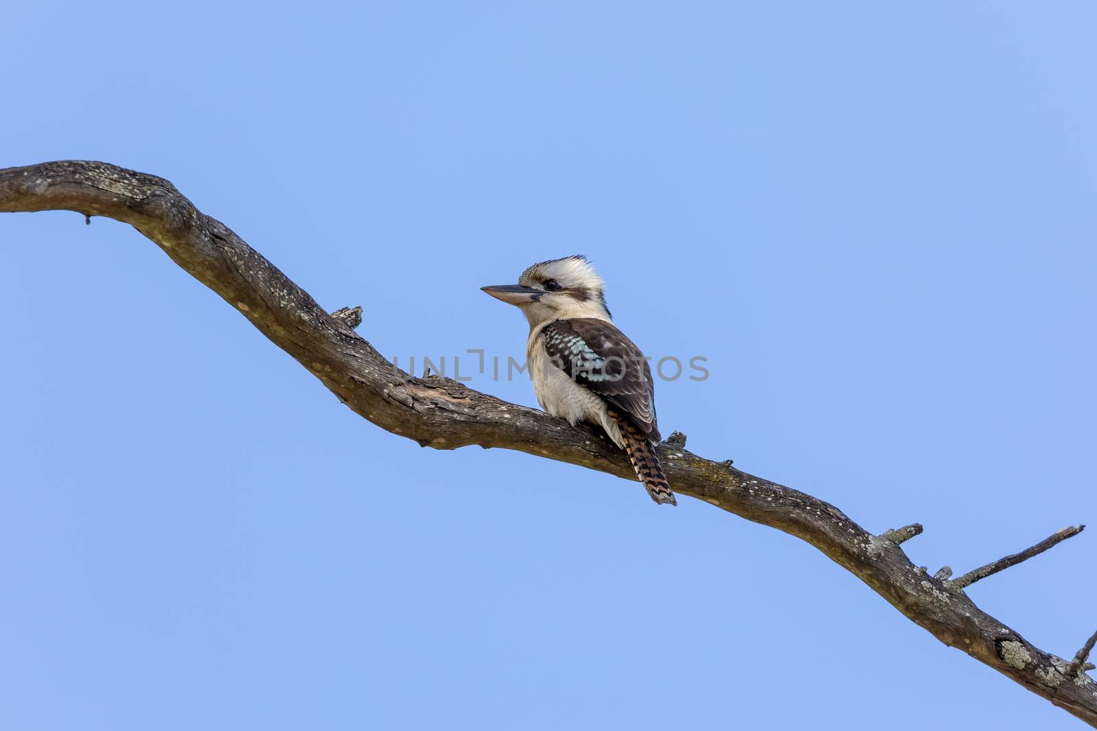 A Kookaburra bird sitting on a branch in a tree in the sunshine in regional Australia