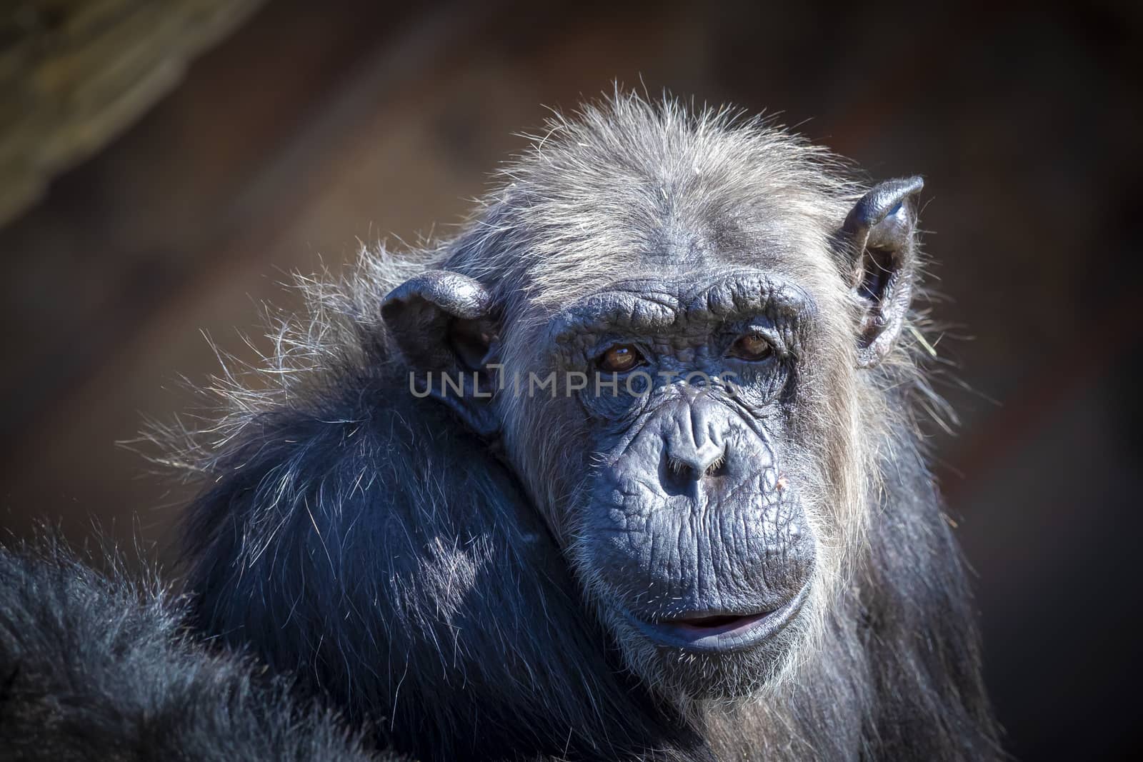 An old Chimpanzee resting in the sunshine by WittkePhotos