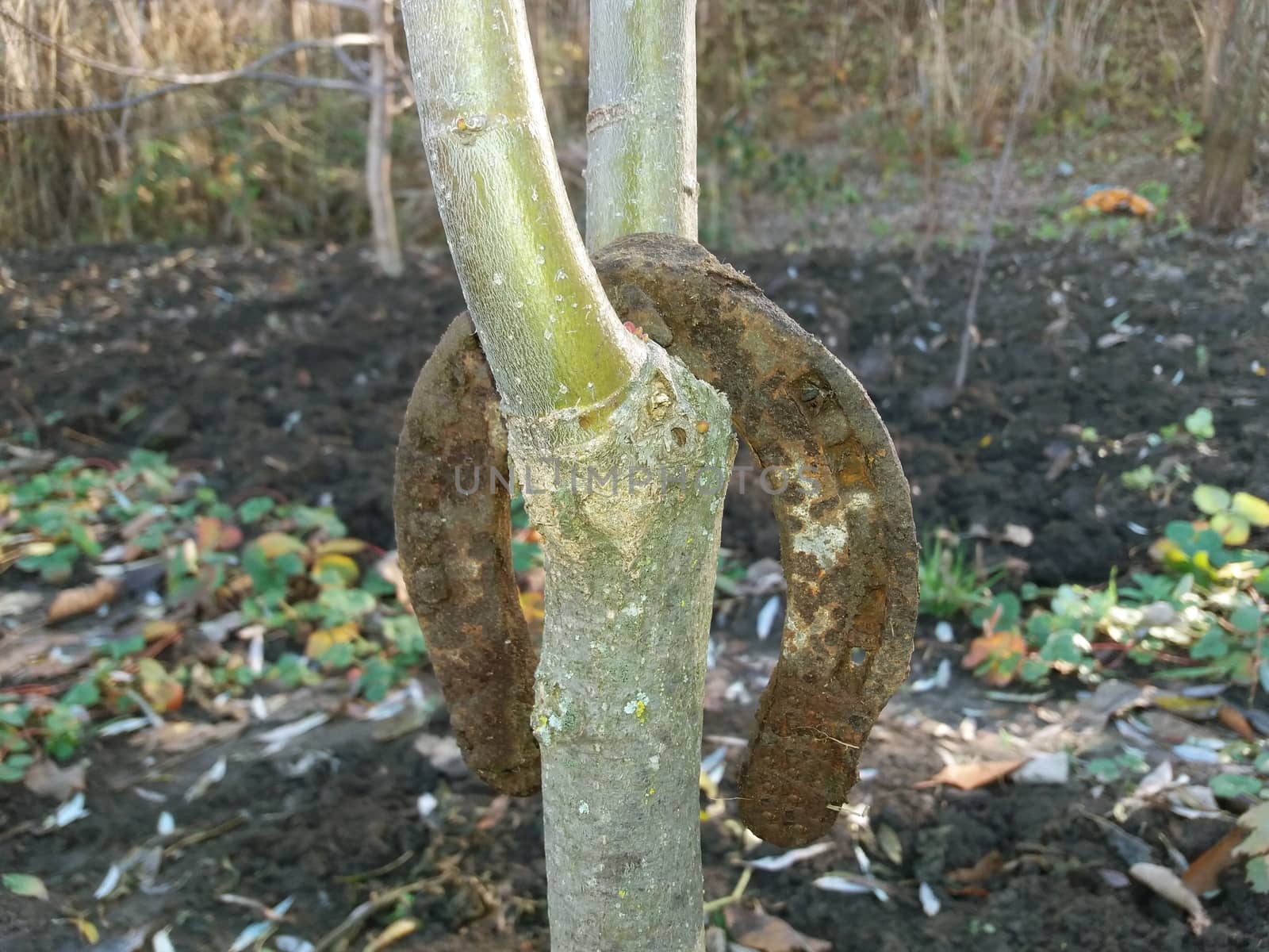 A horseshoe hung on the treeAn old rusty horseshoe hanging in the tree