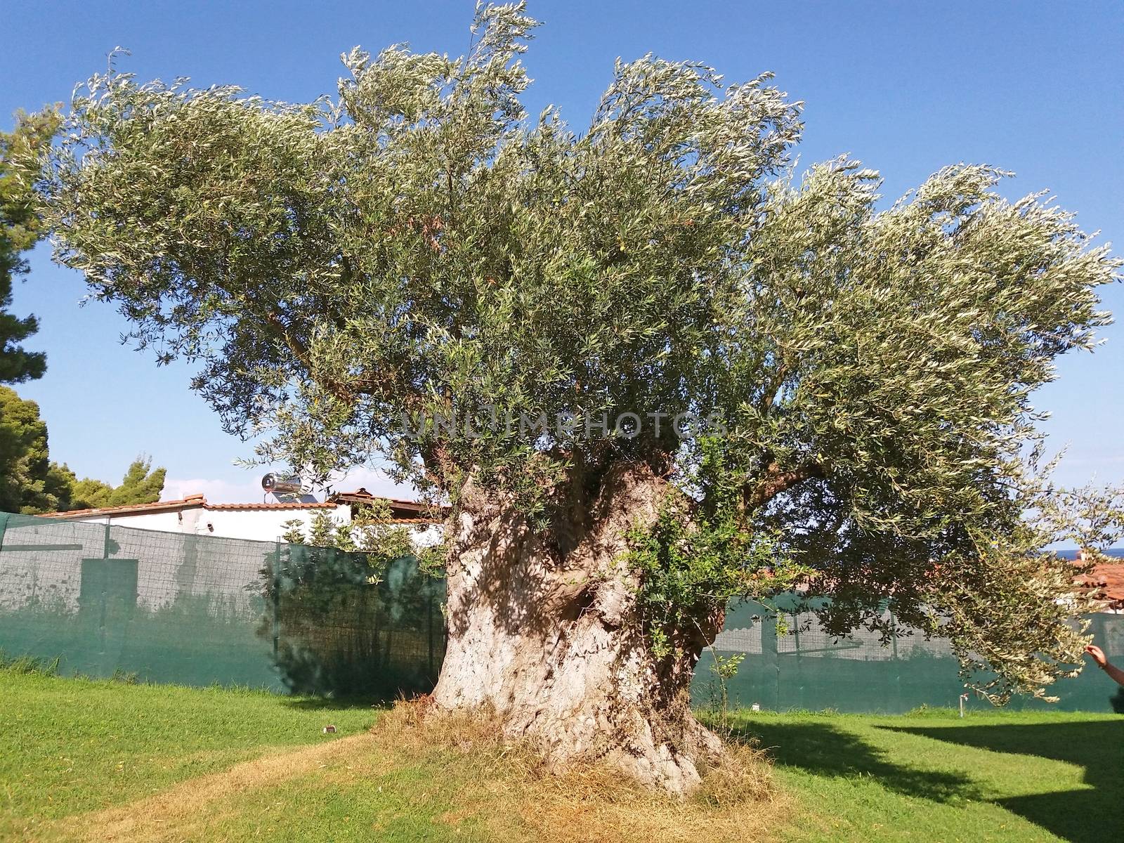 Old olive tree growing beautiful in Greece