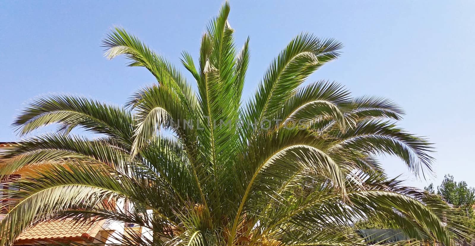 Beautiful Palm tree growing happy in the sunny by Mindru