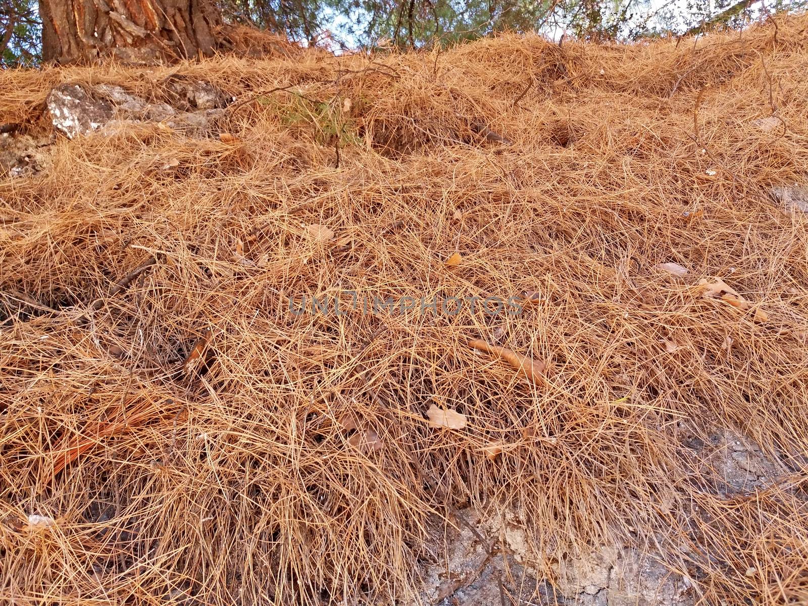 Dry pine needles, fallen down as a carpet, in Greece