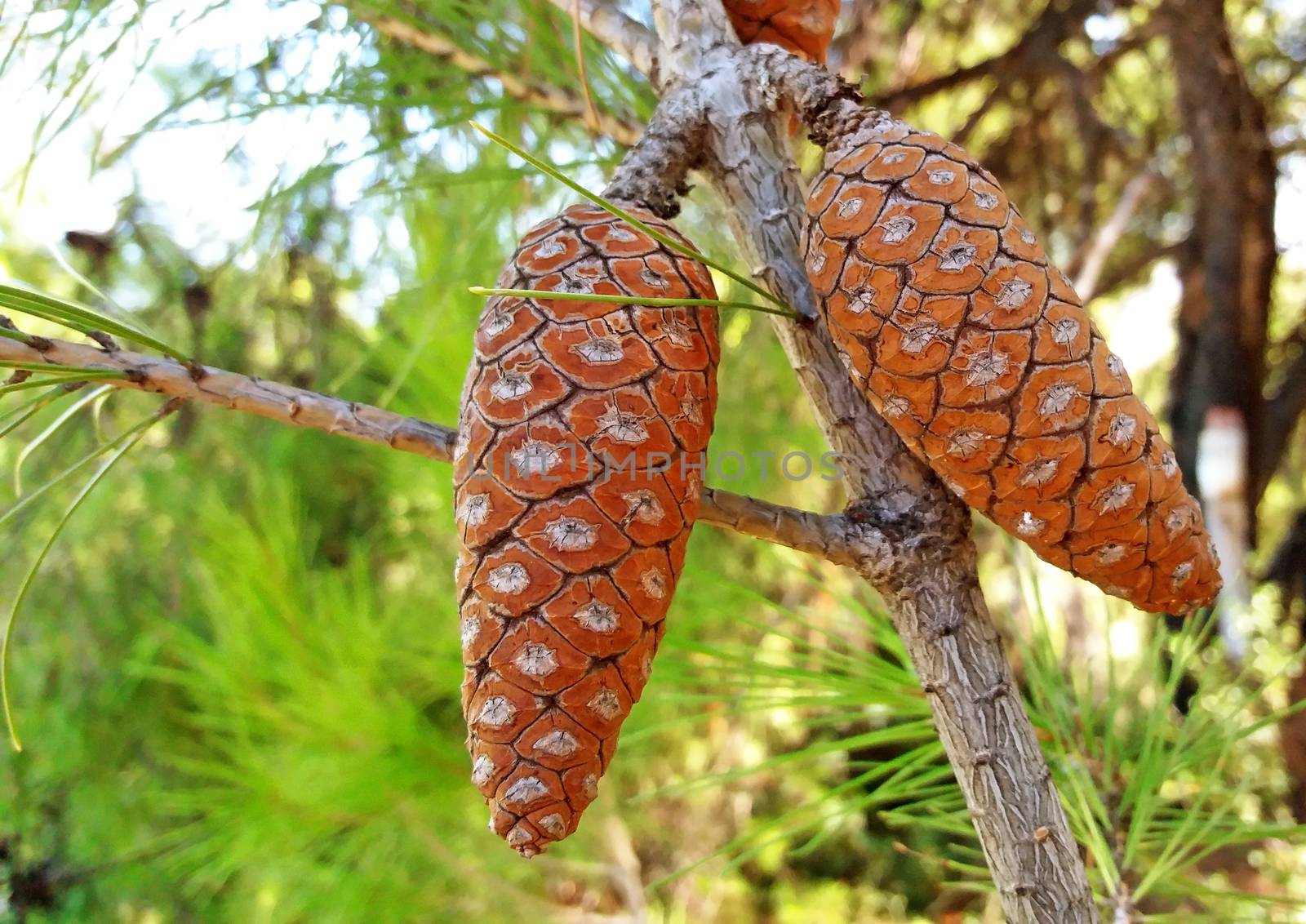 Close up fresh Pine cone growing in Greece
