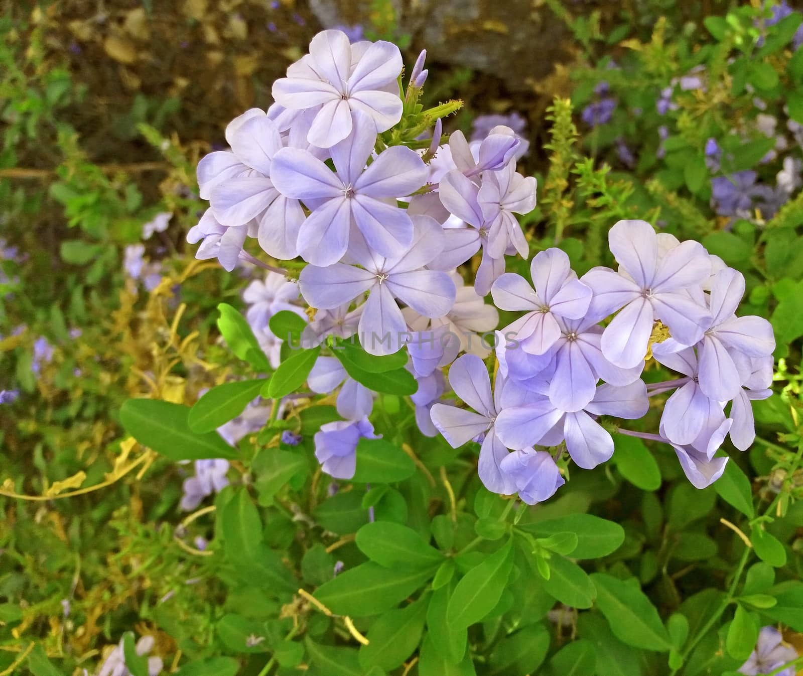 Beautiful purple flowers growing in the garden by Mindru