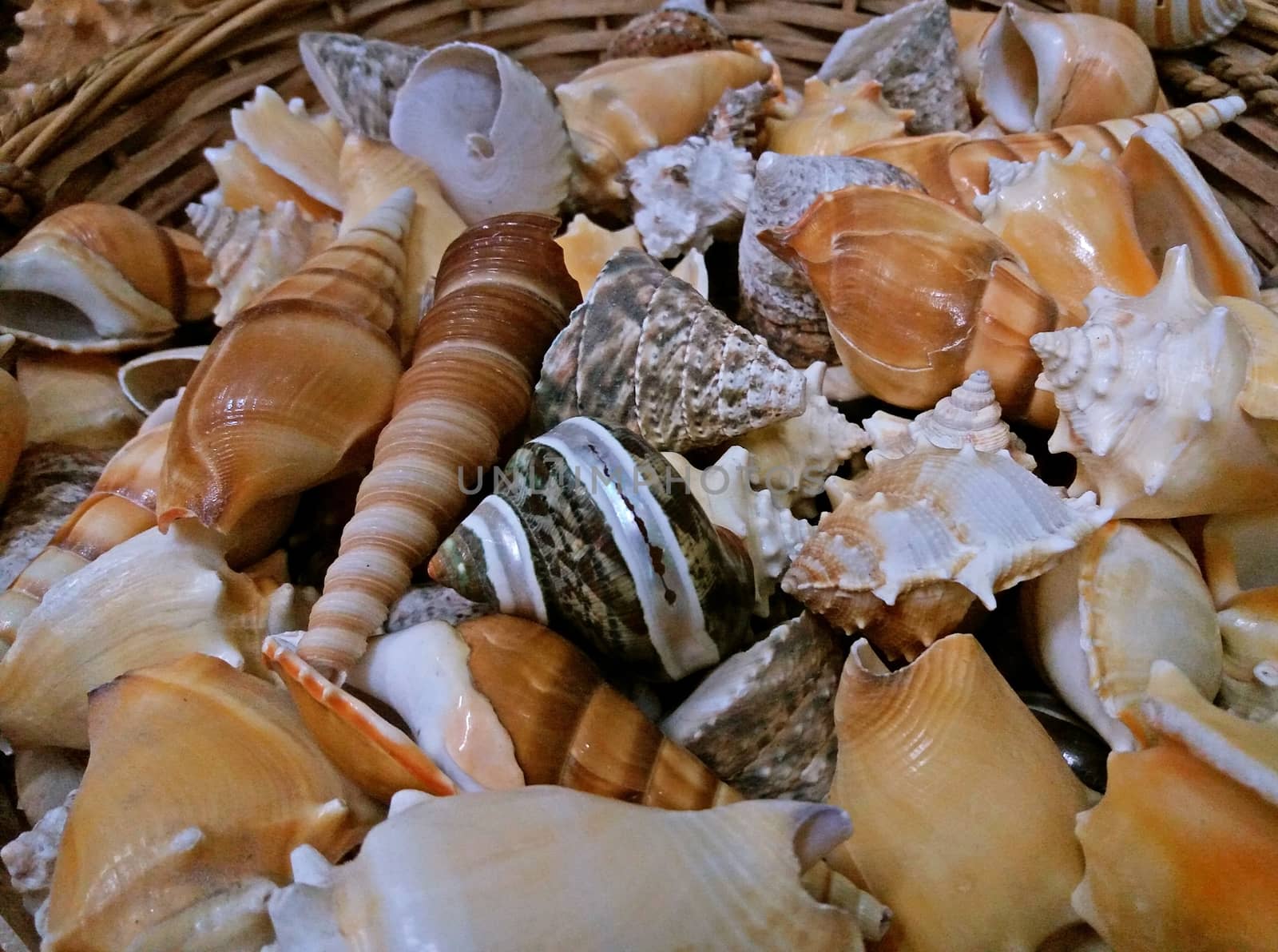 A lot of beautiful shells, Greek souvenirs. close up by Mindru