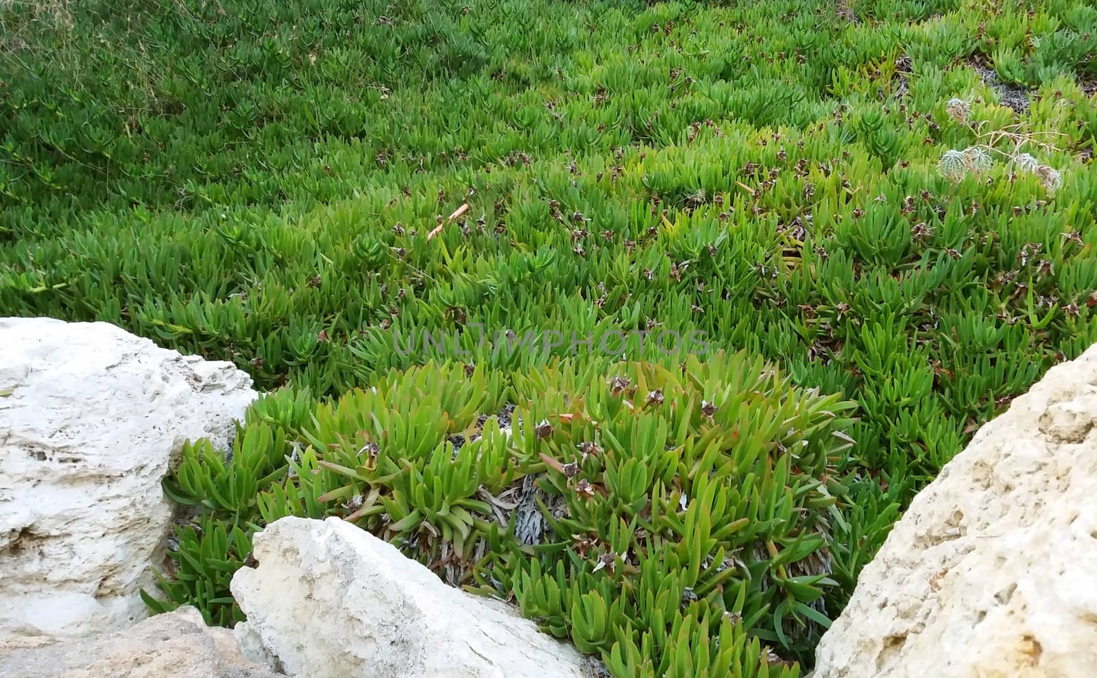 Carpobrotus Edulis, Carpet of plants growing on the rocks in Greece