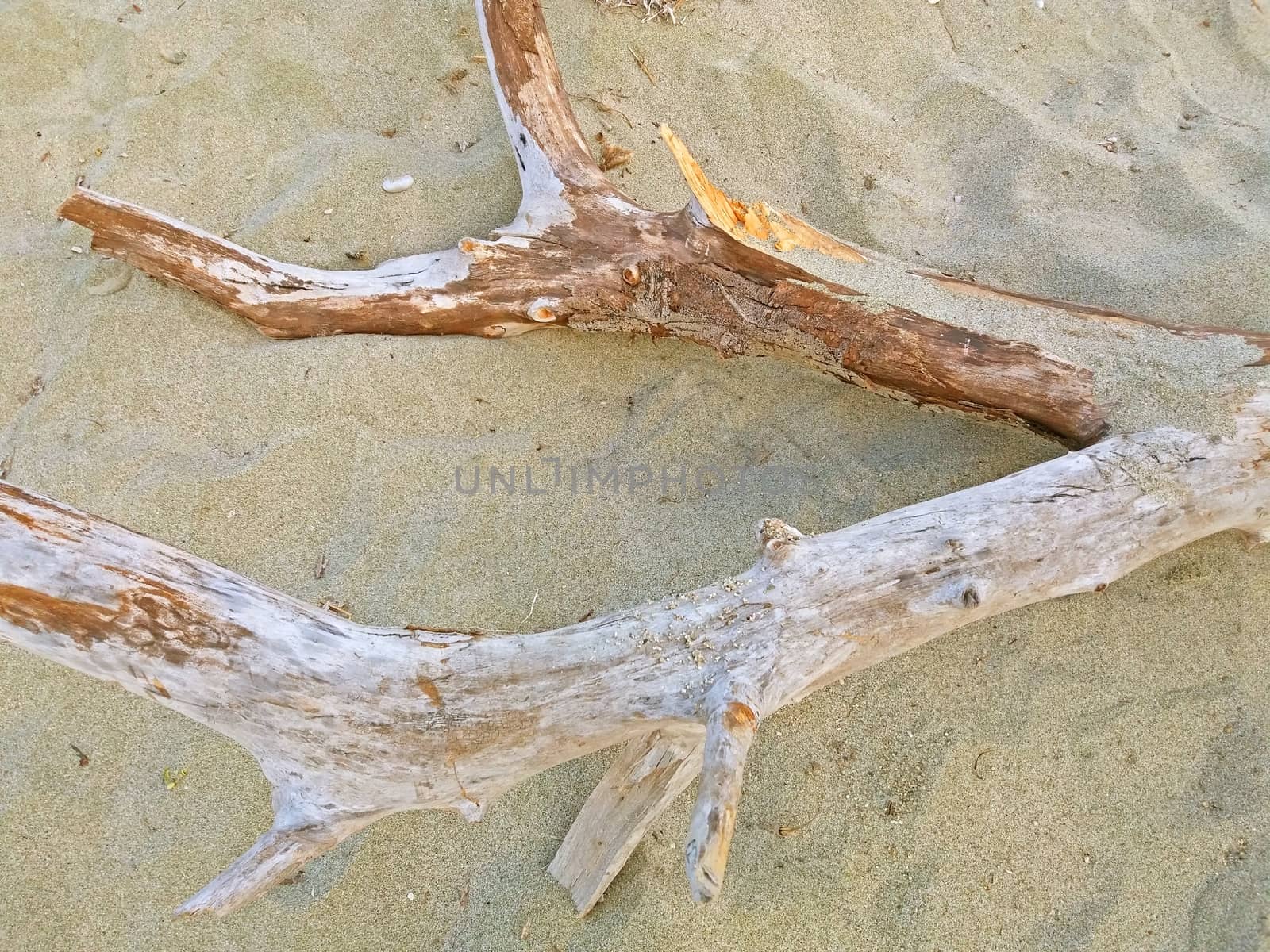 Dry tree on the sandy beach in Greece close up