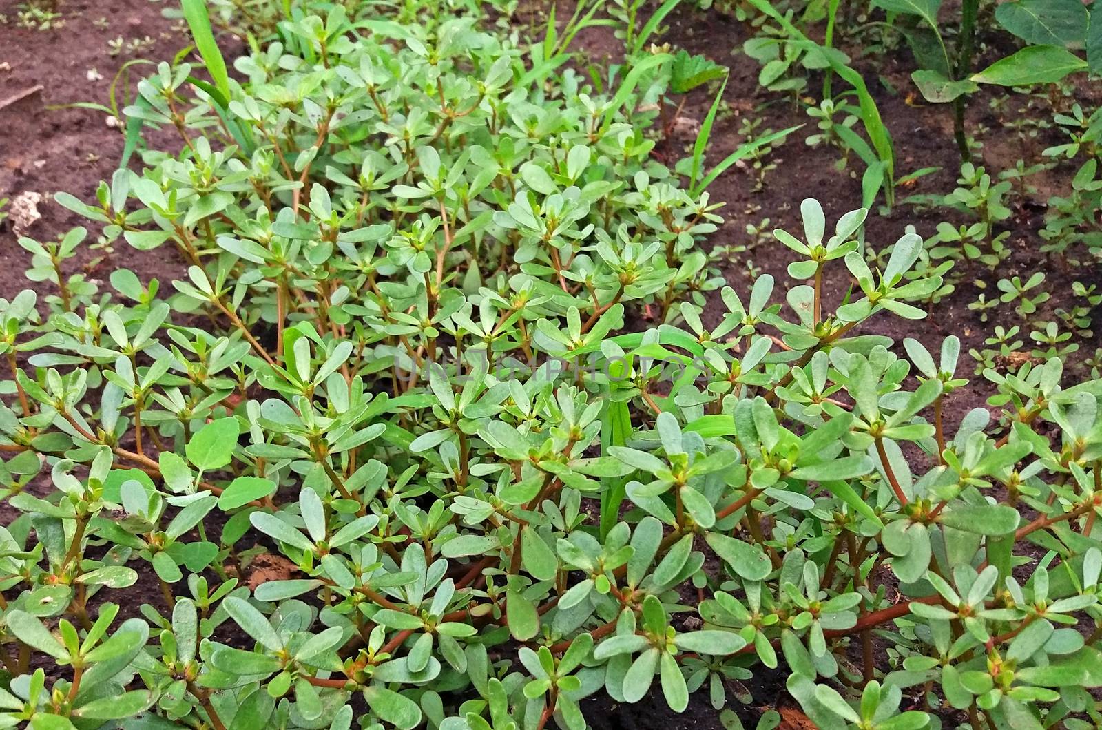 Portulaca oleracea plant with many benefits growing in the garden